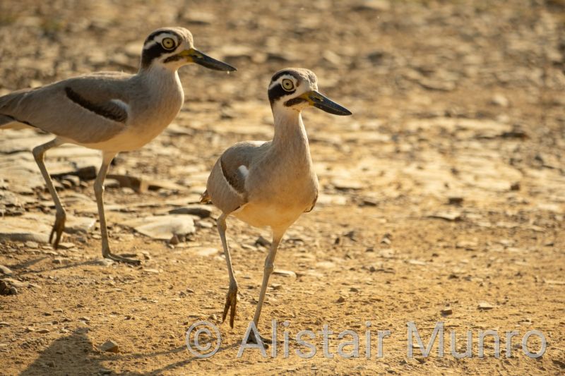 Great Thick-Knee