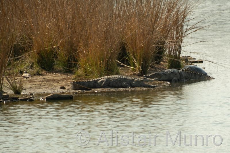 Mugger Crocodile