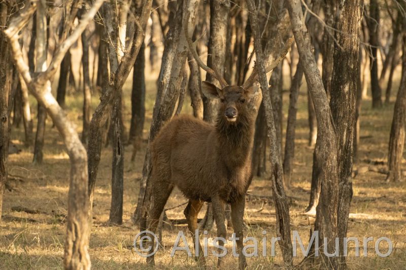 Sambar Deer