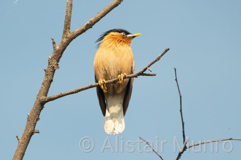 Brahminy Starling