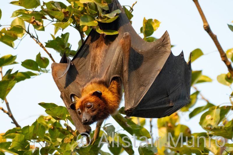 Indian Flying Fox