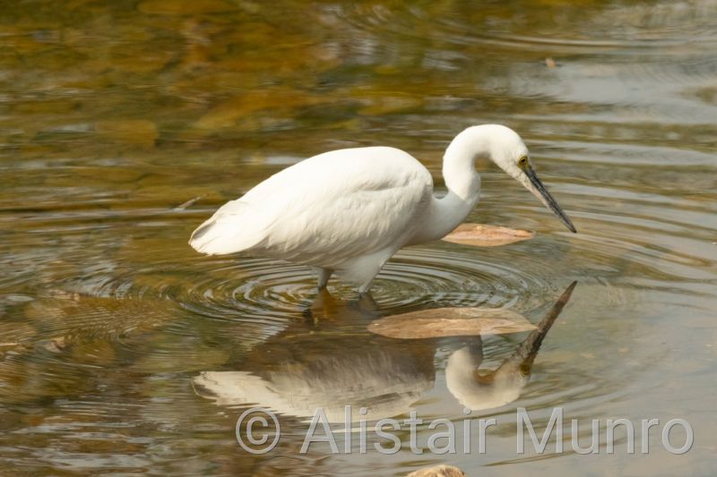 Cattle egret