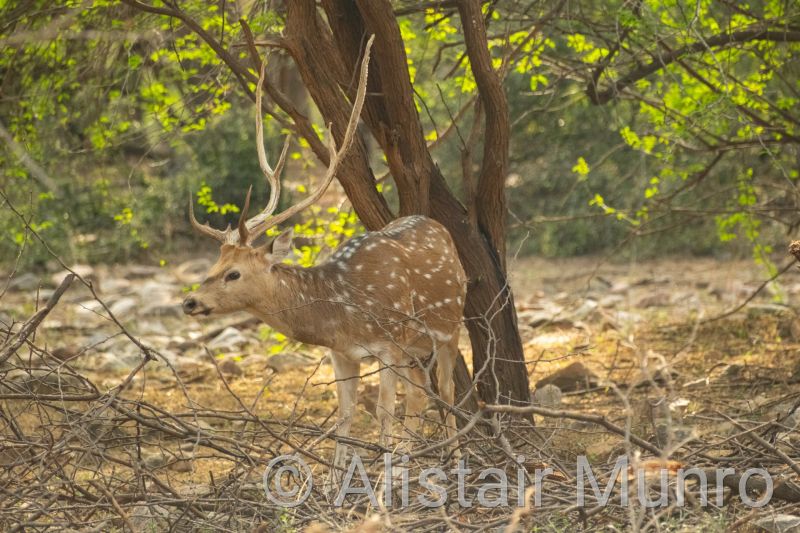 Spotted deer