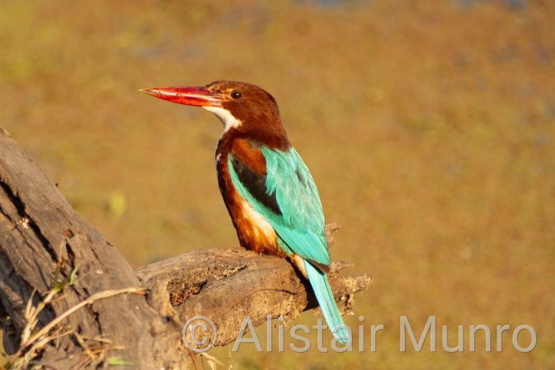 White-throated kingfisher