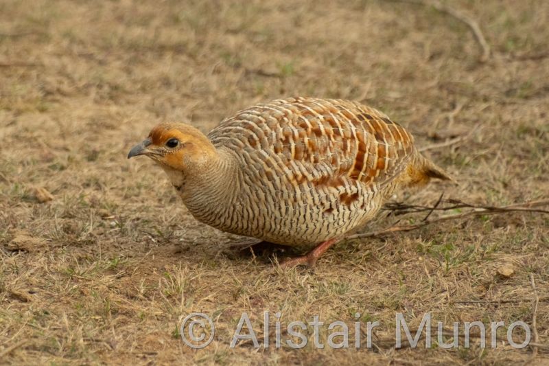 Grey Francolin