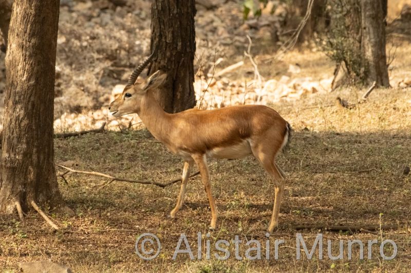 Indian gazelle