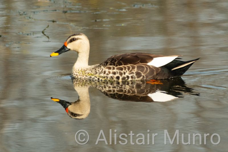 Keoladeo National Park