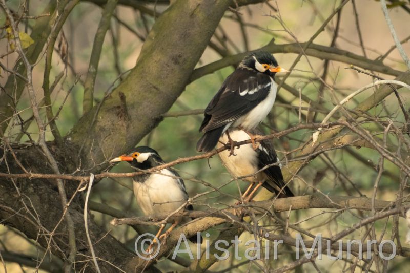 Indian Pied Myna