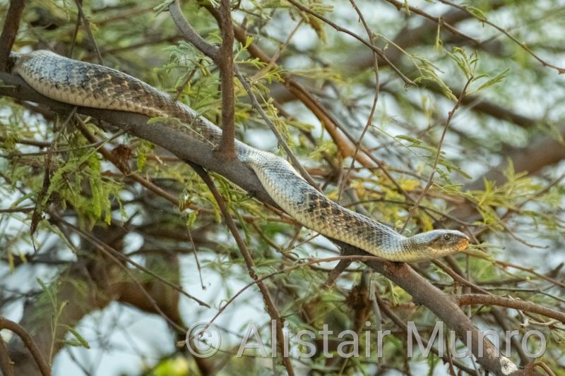 Checkered keelback