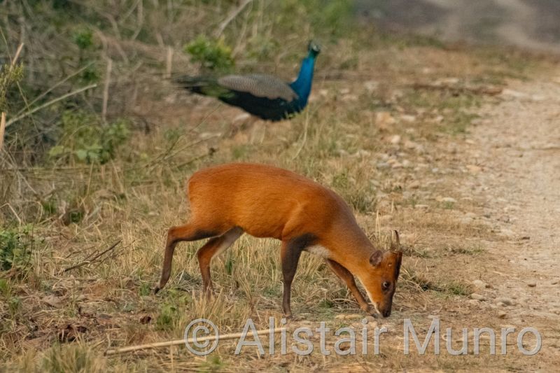 Barking Deer