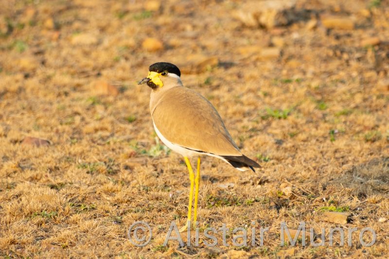 Yellow-wattled lapwing