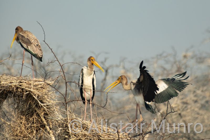 Painted Stork