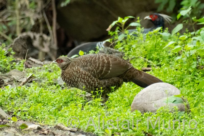 Kalij Pheasant