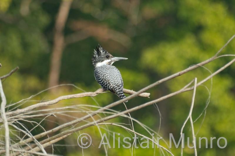 Pied Kingfisher