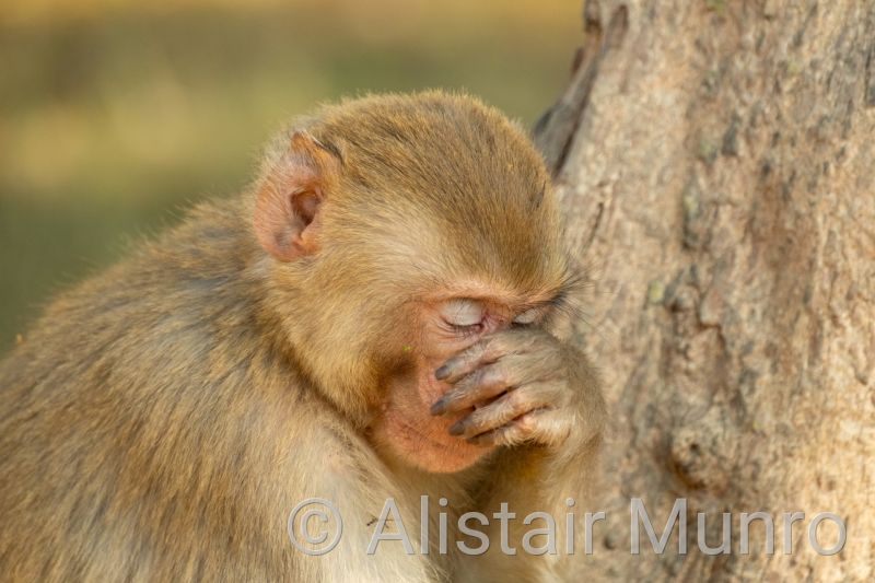Rhesus macaque