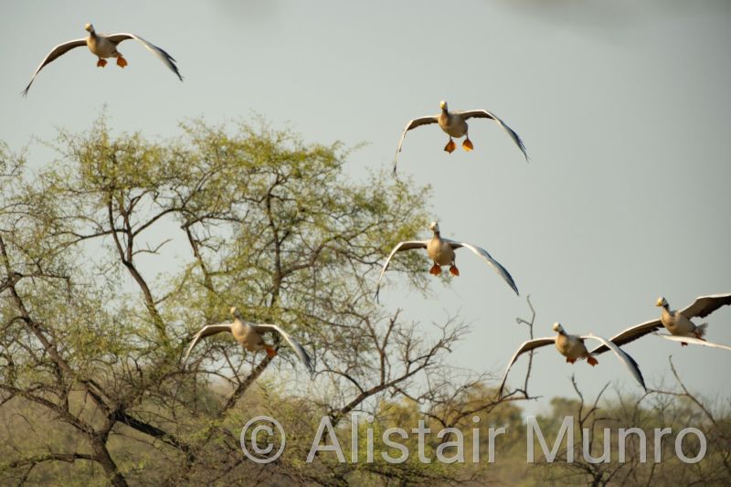 Bar-headed goose