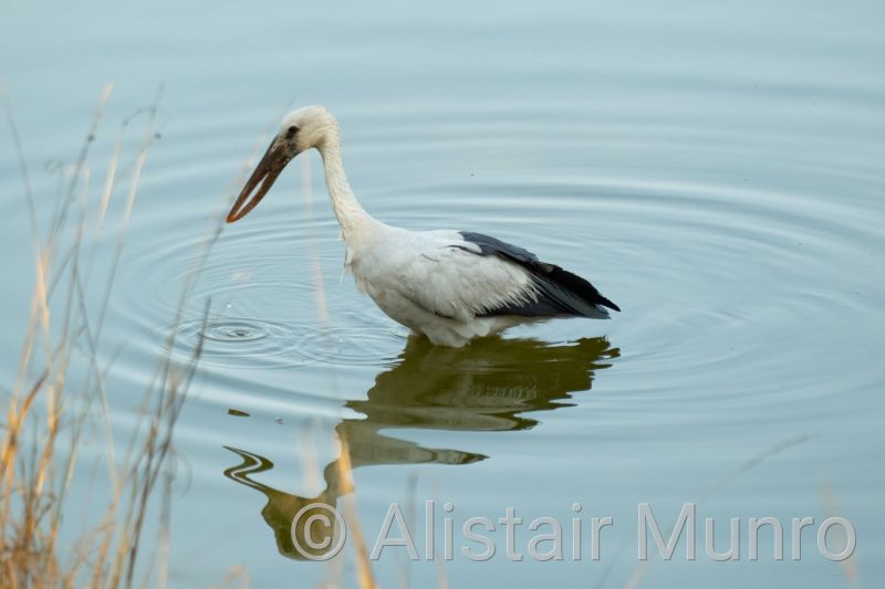 Asian Openbill