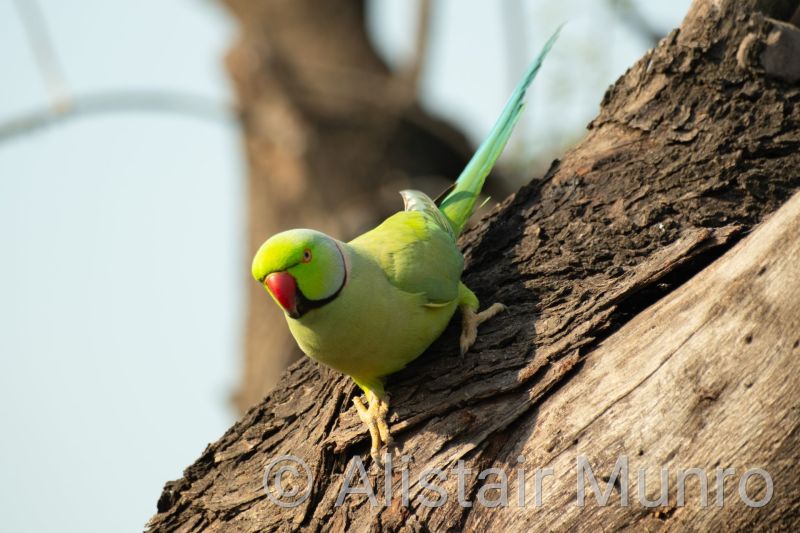 Rose-ringed parakeet