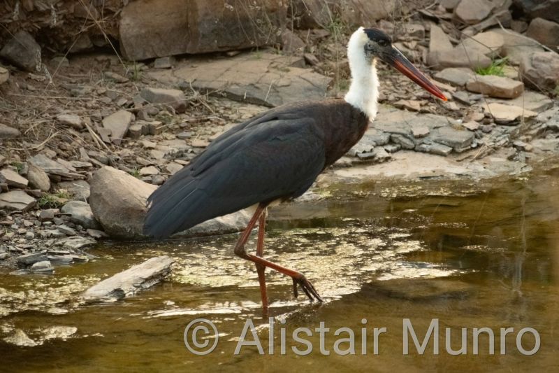 Asian Woolly-necked stork