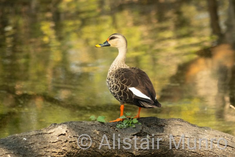Indian spot-billed duck
