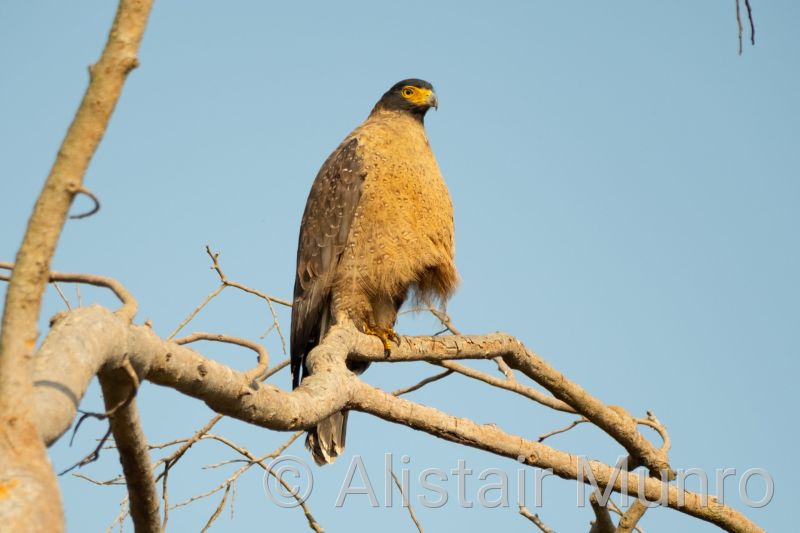Crested Serpent-Eagle