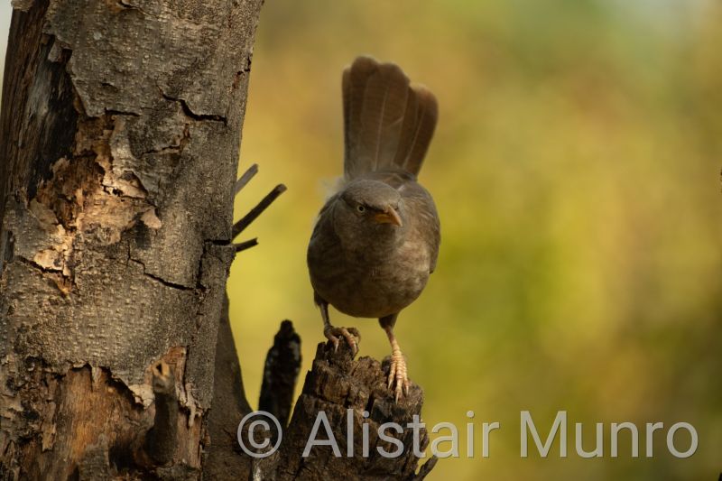 Common Babbler