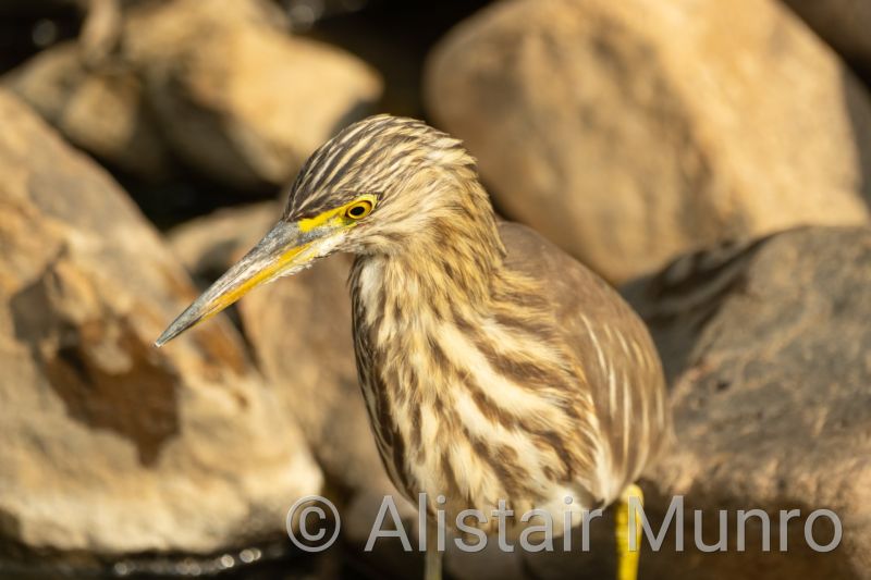 Indian Pond Heron