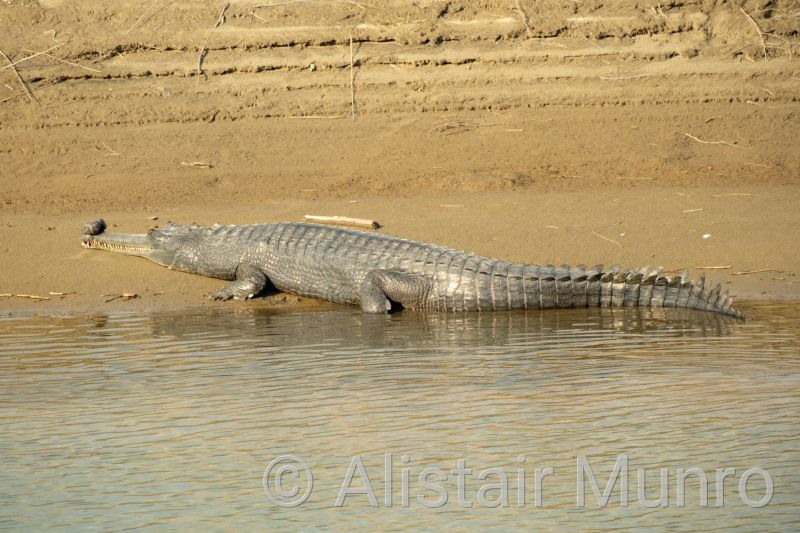 Gharial