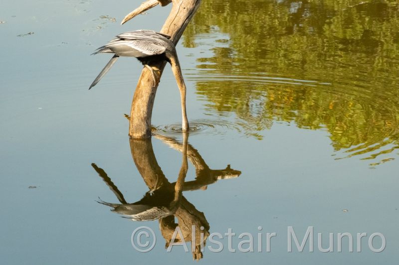 Oriental darter